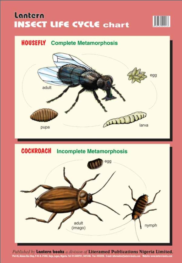 Wall Chart Insect Life Cycle Lantern Books | SexiezPicz Web Porn